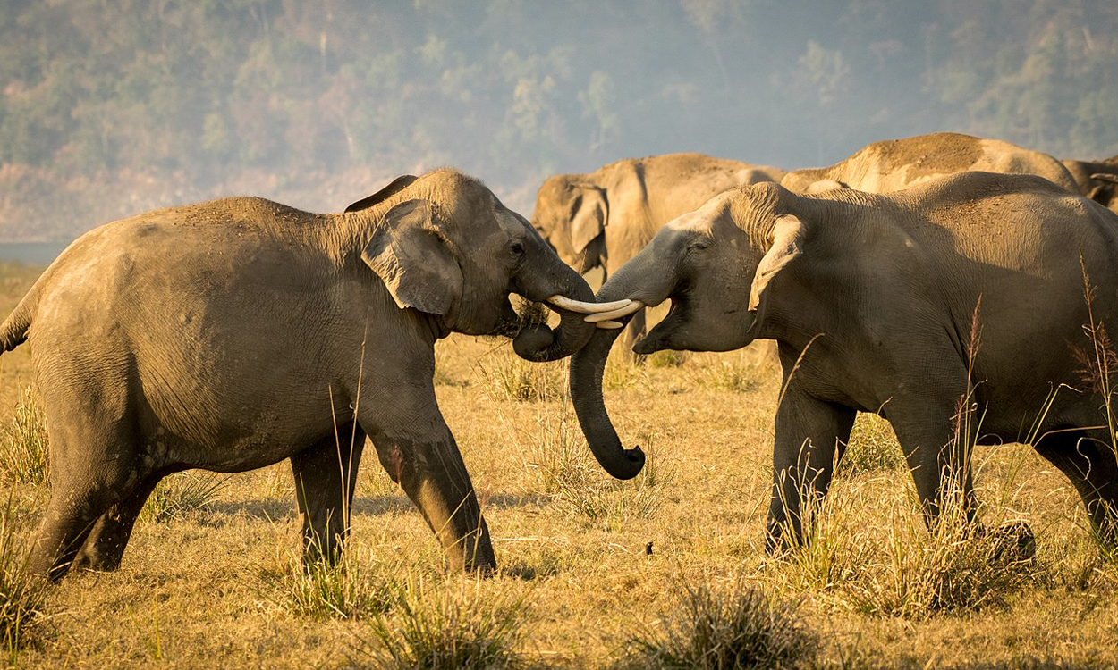 Thanks, Source of picture: By Kaushik mailbox - Own work, CC BY-SA 4.0, https://commons.wikimedia.org/w/index.php?curid=59702066