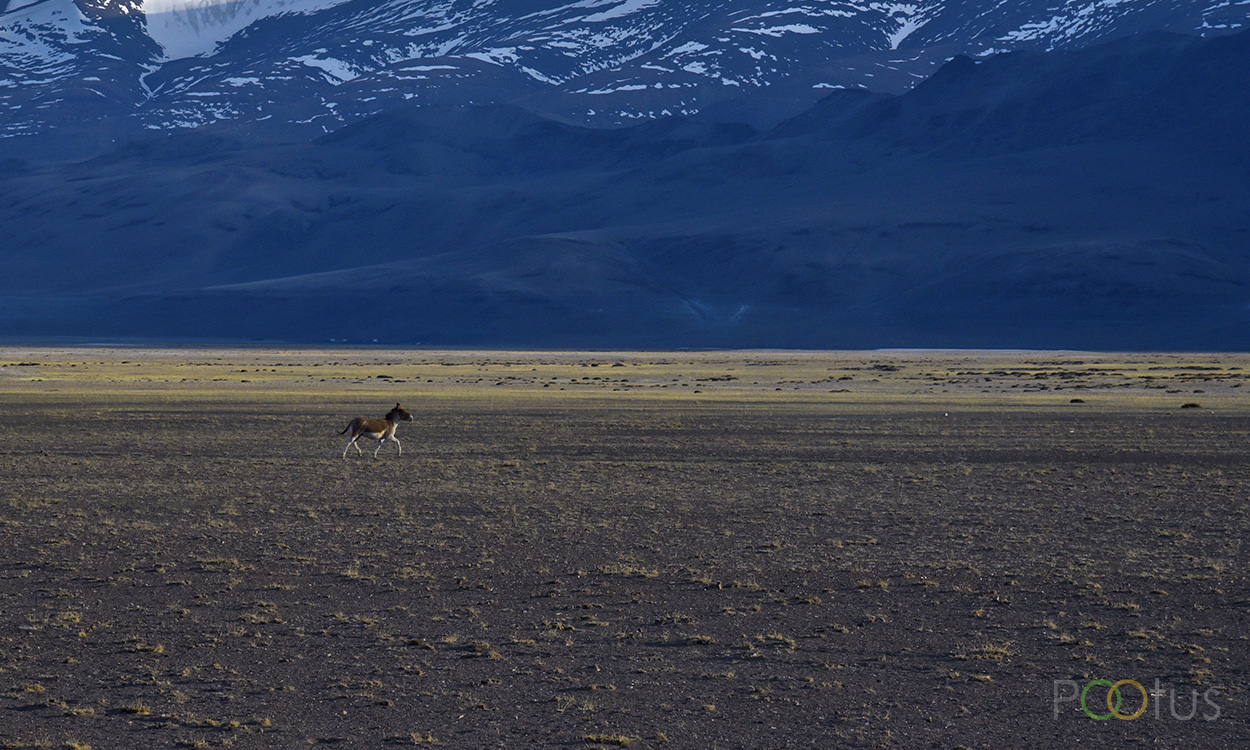 Tibetan Wild Ass on the background of Tso Kar salk lake