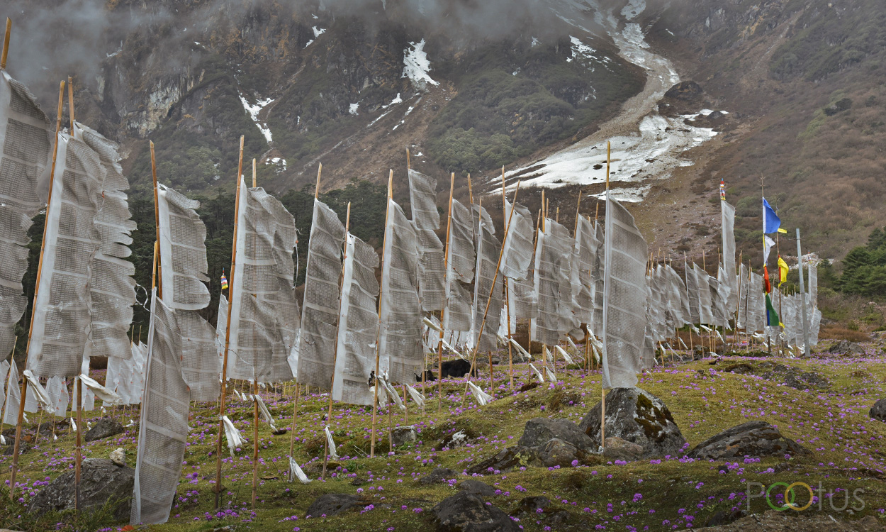 Yumthang Valley