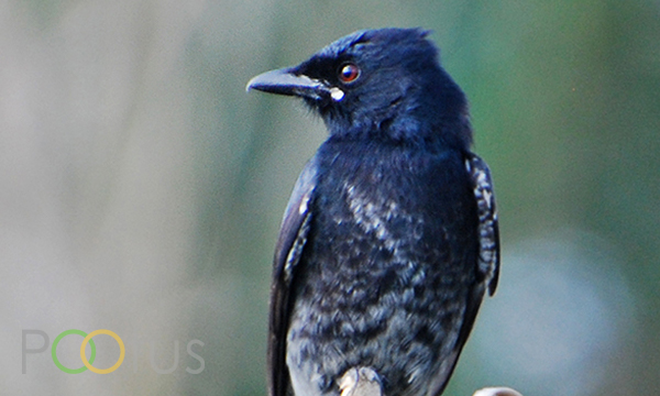 Fork-tailed drongo