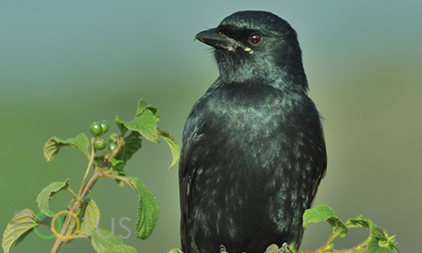 Black drongo