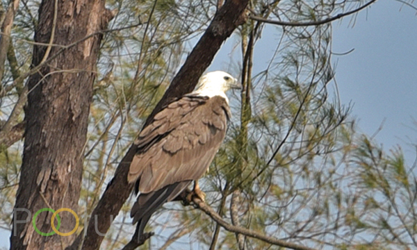 White bellied sea-eagle
