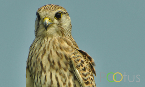 Common kestrel