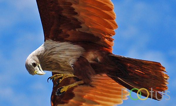 Brahminy Kite