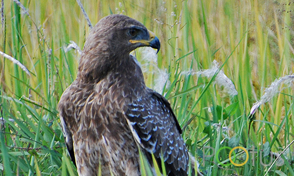 Steppe Eagle 