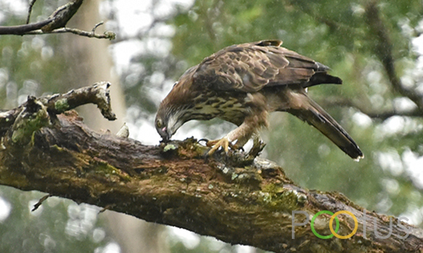 Crested Hawk Eagle