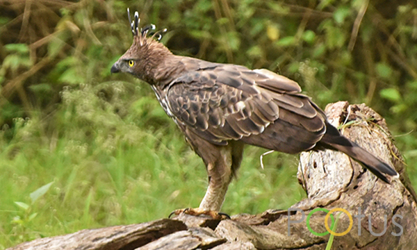 Crested Hawk Eagle