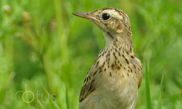 Paddy-Field Pipit