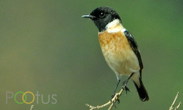Siberian Stonechat