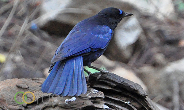 Malabar Whistling Thrush