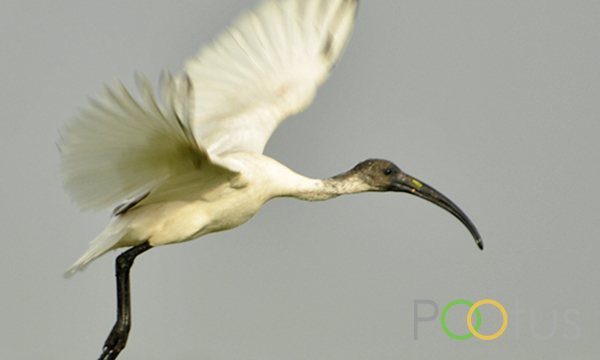 Oriental White-Ibis