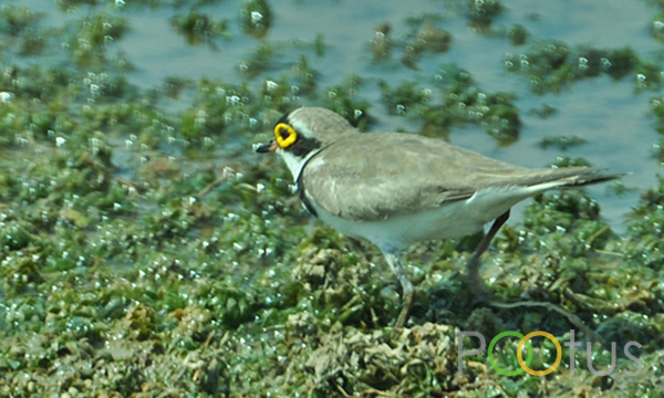 Little-Ringed Plover