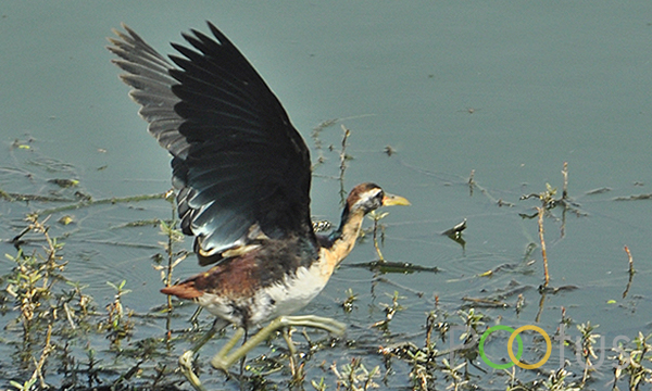 Bronze-Winged Jacana (Female) 