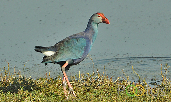 Purple Moorhen
