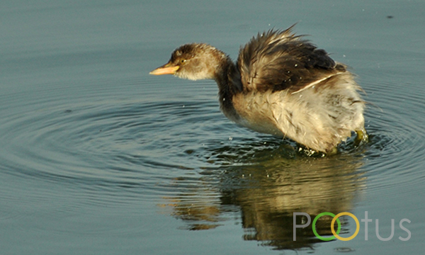 Little Grebe (Young) 