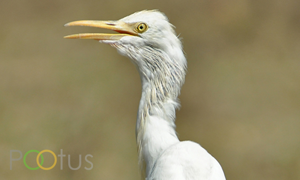 Cattle Egret (Young)