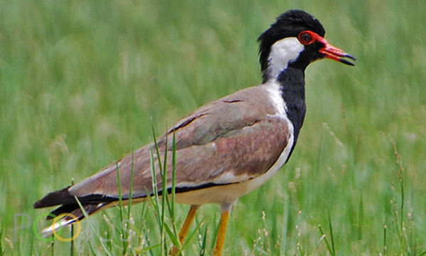 Red-Wattled Lapwing 
