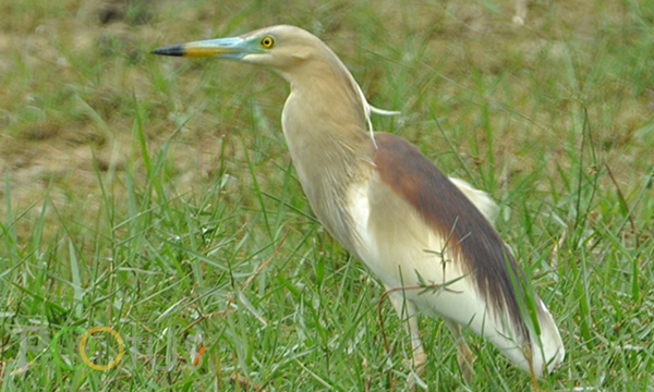 Indian Pond-Heron