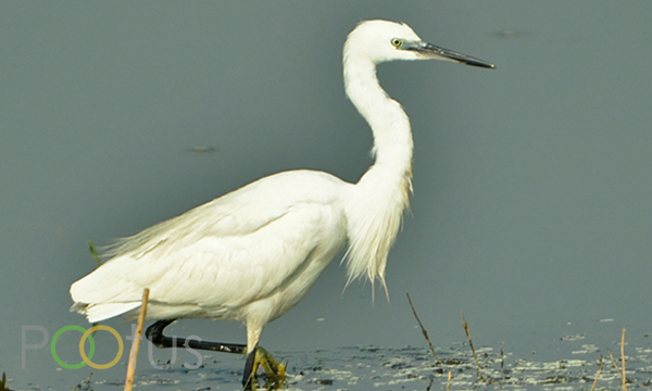 Median Egret