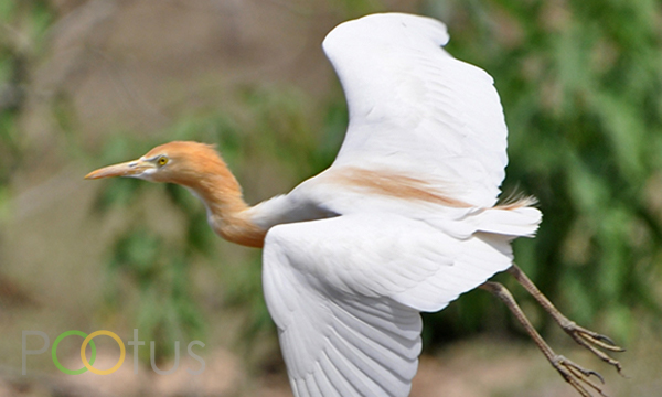 Cattle Egret