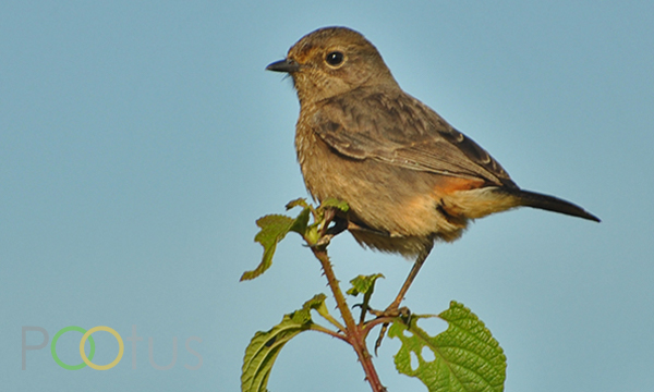 Indian Robin