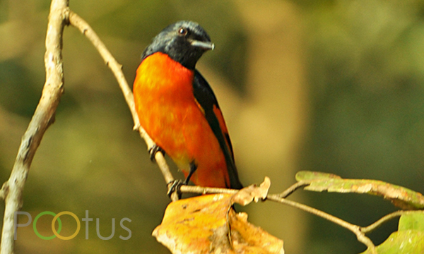 Scarlet Minivet (Male)