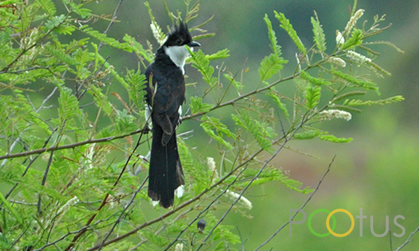 Pied Crested Cuckoo