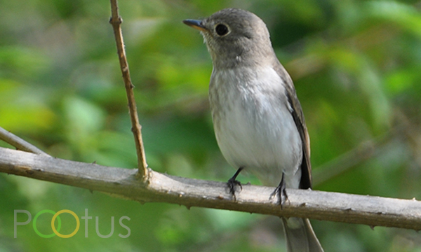 Ultramarine Flycatcher 