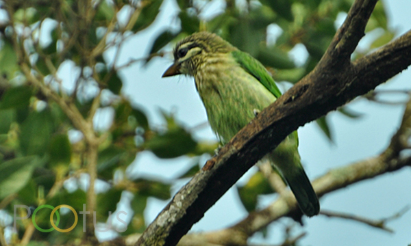 White-Cheeked Barbet