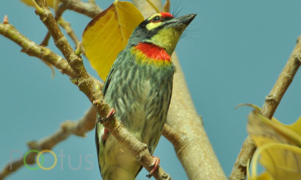 Coppersmith Barbet