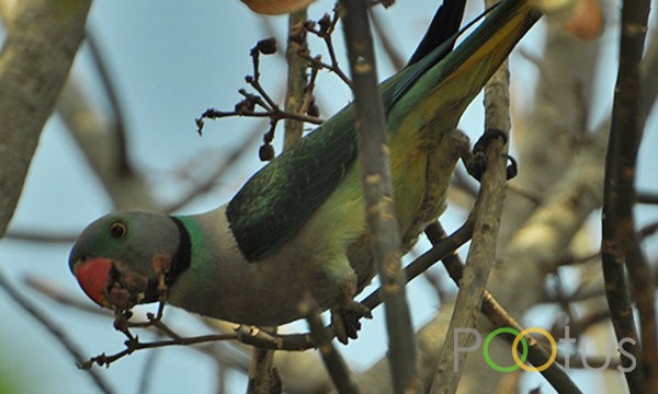 Blue-Winged Parakeet