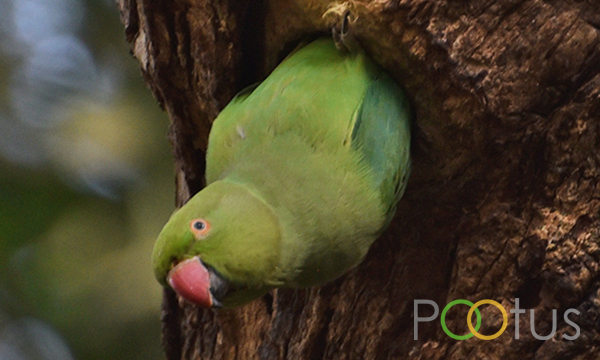 Rose-Ringed Parakeets  