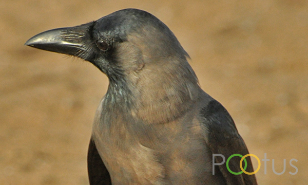 House Crow