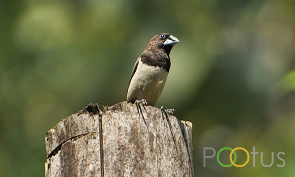 Black-Headed Munia