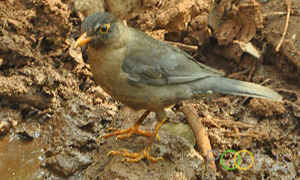 Eurasian Black Bird