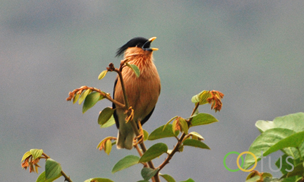Brahminy Starling