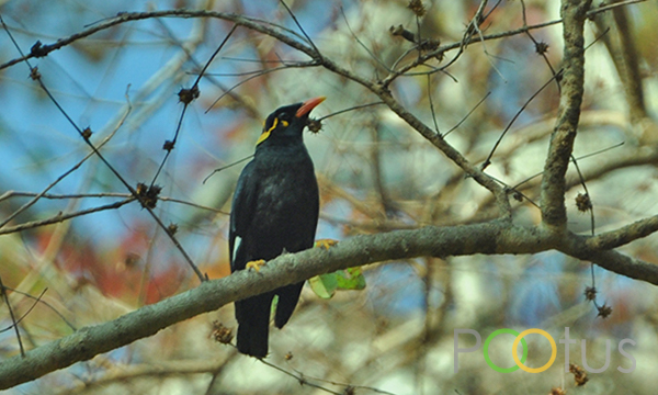 Common Hill-Myna