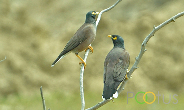 Common Myna