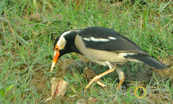  Asian Pied Starling