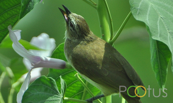 Blyth’s Reed-Warbler