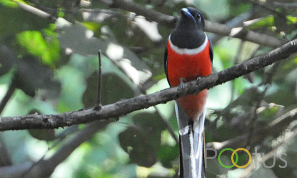 Malabar Trogon
