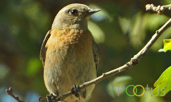 Western Bluebird (Female) 