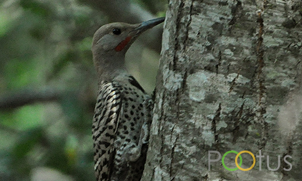 Northern Flicker