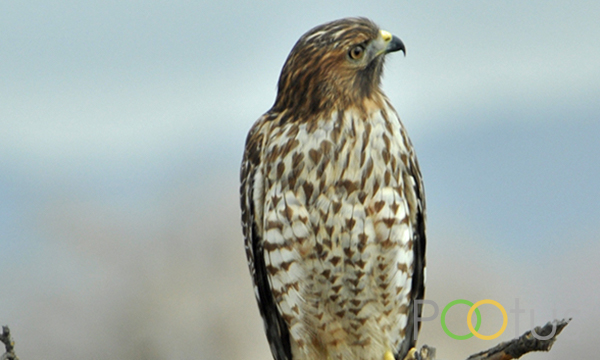 Sharp-Shinned Hawk 