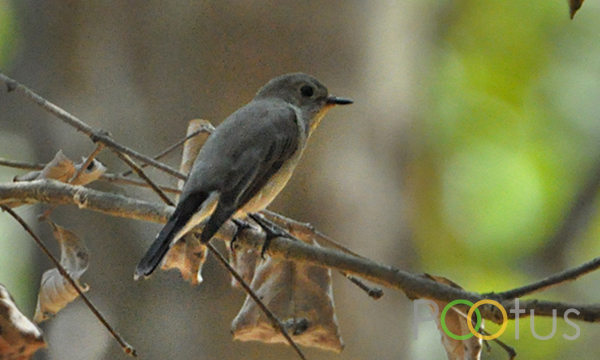  Asian Brown Flycatcher 