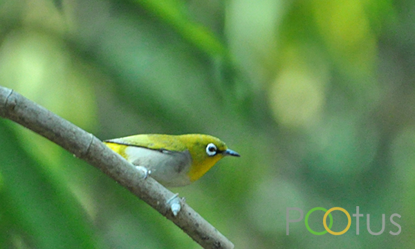 Oriental White Eye