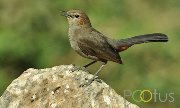 Indian Robin (Female)