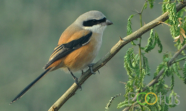 Rufous-Backed Shrike