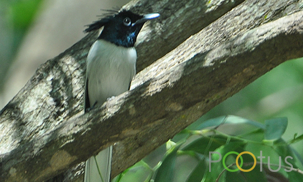  Indian paradise flycatcher (Adult male)