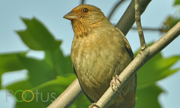 California Towhee